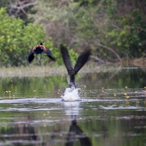 210322 FJ7A1186AyapelPato